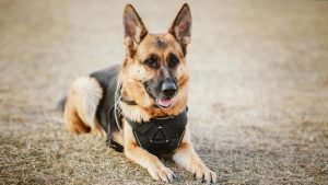 Guard Dog ID Review – What To Prepare For
