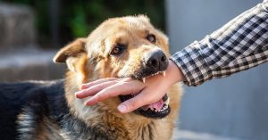 Understanding Liability in Dog Bite Injury Cases Across Westchester