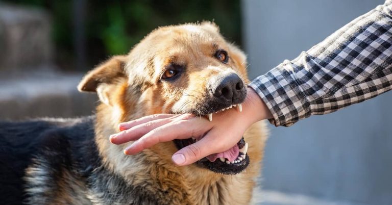Understanding Liability in Dog Bite Injury Cases Across Westchester
